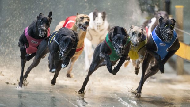 Greyhound racing is now under siege with activists calling for the sport to be banned nationally in light of the NSW decision.