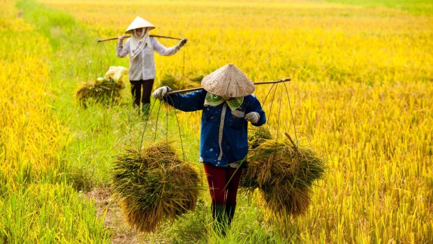 Farmers harvesting rice plants in the Red River Delta.