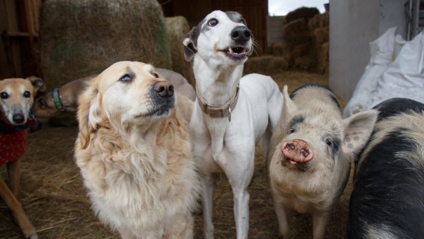 Animals on Emma Haswell's rescue farm.