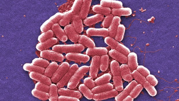 Drugs which kill off gut bacteria are bad news for cancer patienrts.