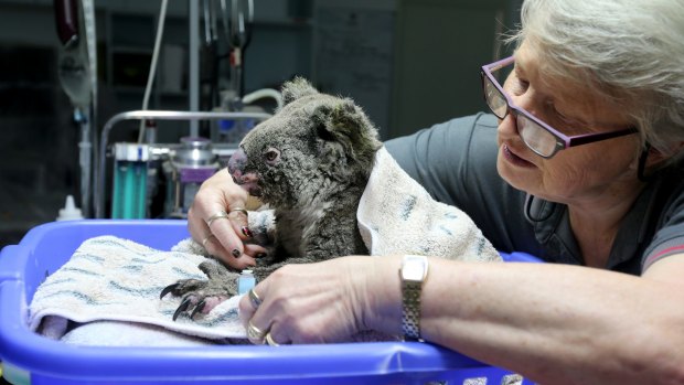 Sheila Bailey tends to an injured koala at The Port Macquarie Koala Hospital.