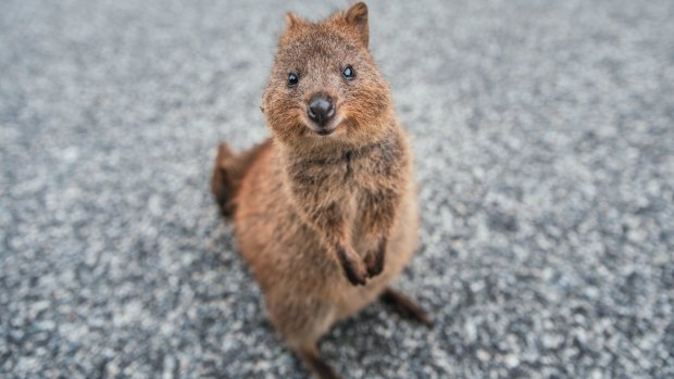 Quokkas' natural facial expression giving the impression of a smile has seen them dubbed 'the happiest animals on Earth'.