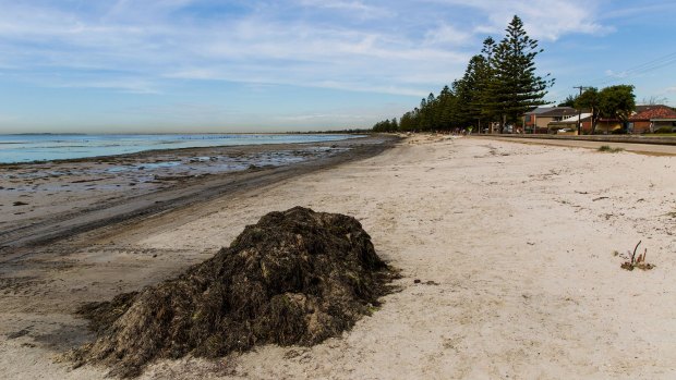 Rotting seaweed and mudflats have been blamed for the smell. 