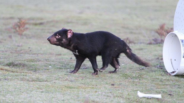 An immunised Tasmanian devil is released into the wild.