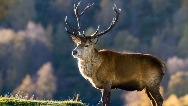 Red deer are the largest indigenous mammals on the British Isles.