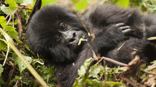 A gorilla in Rwanda.