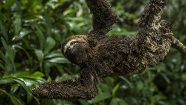Three-toed sloths hang from the trees.