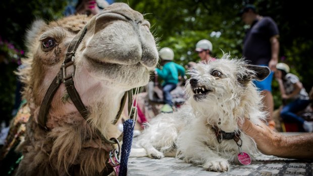 Sarah the Camel, with Topsy the Maltese shih tzu who spends a lot of time with the camels.