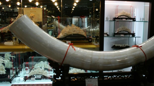 A tusk on sale for US$130,000 and other pieces of carved ivory at the Dalian New Friendship Store, a government-run store in Dalian, China. 
