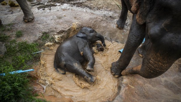 A baby elephant takes a bath in a large puddle in Chiang Mai, Thailand. Since the coronavirus pandemic Thailand's elephant owners have struggled to feed the giant animals.