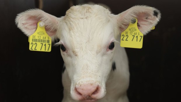 German dairy farmers are struggling as milk prices have fallen to approximately 20 euro cents per litre, far below the 35 to 40 euro cents that many need to survive financially.