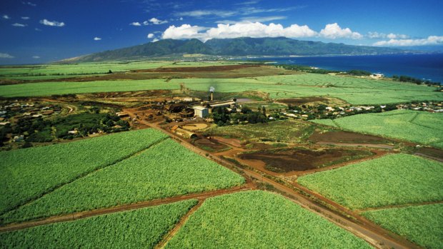 Cane fields and sugar mill at Paia Maui.