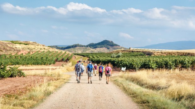 Pilgrims walk the Camino de Santiago along wheat fields and vineyards in La Rioja, Spain.