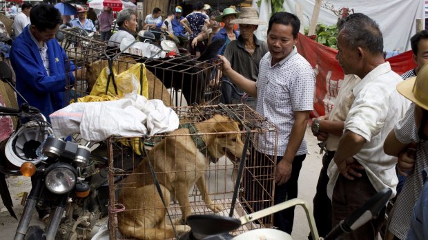 Dogs for sale in Yulin. 
