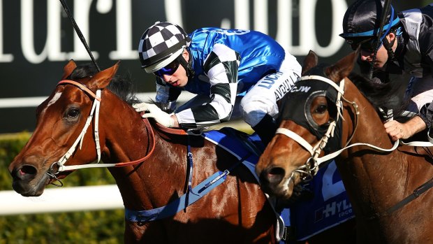 Canterbury contenders: Brenton Avdulla and Oriental Lady.