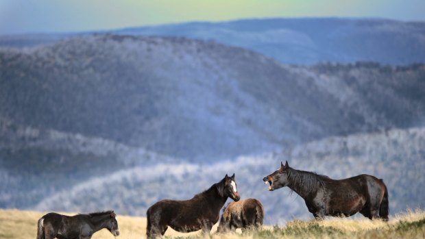 Brumbies in the high country in Falls Creek with Mount Hotham in the background.
