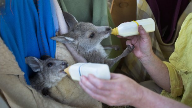 Joeys are bottle-fed at the Hepburn Wildlife Shelter.