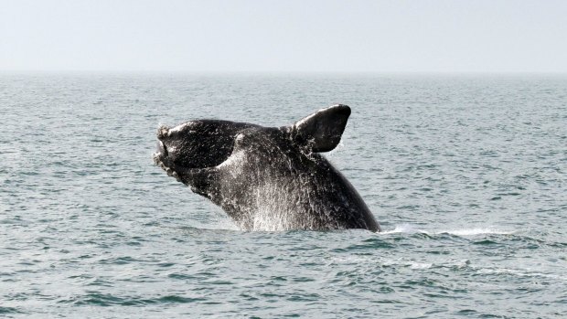 Whales can act as a "distribution pump," transporting vital nutrients like phosphorus from the ocean floor to the surface, however their ability to do so has reduced by more than 75 per cent.