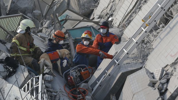 A canine rescue team searches for the missing in a collapsed building.