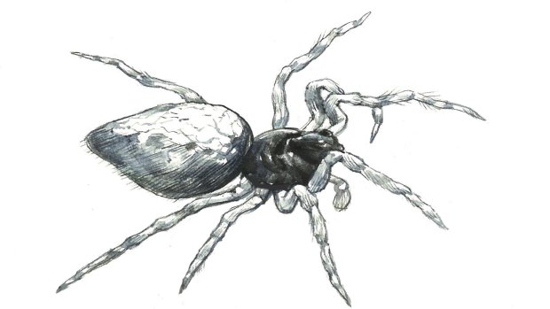 Illustration of the zombie spider 