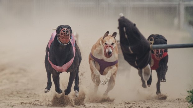 Australian breeders and trainers have sold unwanted greyhounds to a Chinese wild animal "theme park".