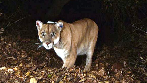 The suspect: The mountain lion known as P-22.