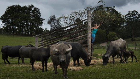 Lisa Rothe of Eungai Creek Buffalo farm.