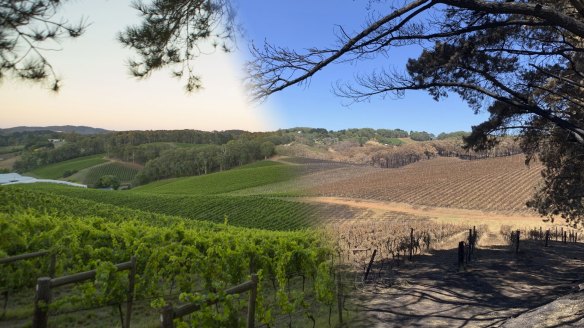 Henschke's vineyard in Lenswood before and after the bushfires.