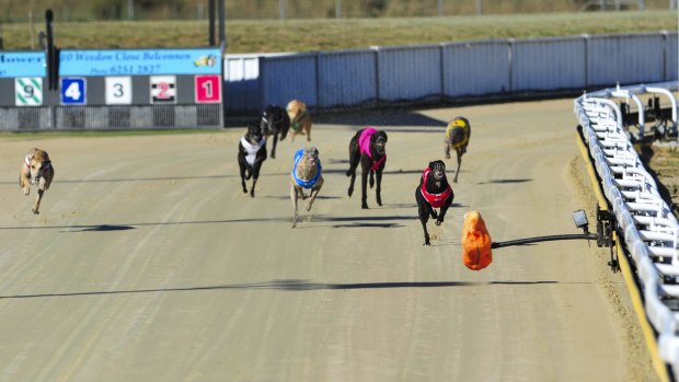 Greyhounds compete at the Canberra Greyhound Racing Club in February last year.