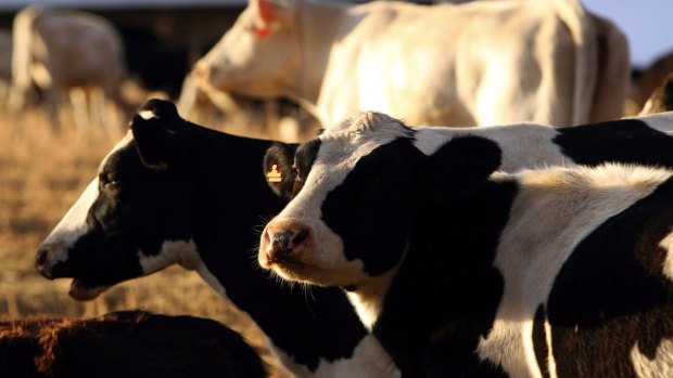 Tasmania-based Van Diemen's Land is the country's largest single volume dairy production asset. 