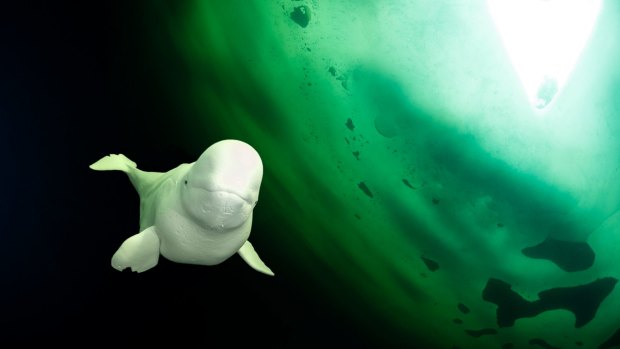 Come face to face with a beluga whale at the Arctic Circle Dive Centre in the polar circle.