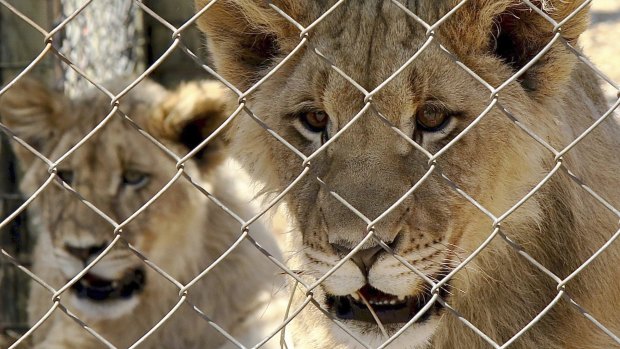 The new policy will prohibit the keeping and breeding of lions in captivity and the use of any captive lion parts for commercial purposes.
