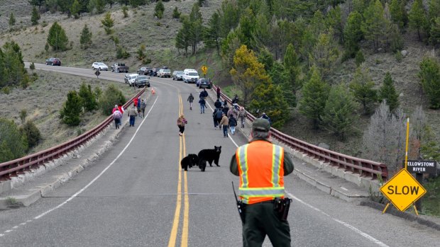 A mother black bear with cubs runs toward a group of camera-clicking tourists as the animals cross a bridge in Yellowstone National Park. Montana Fish Wildlife and Parks spokesman Bob Gibson witnessed the encounter and said some visitors ignored or were slow to heed a park official's commands to leave the bridge.