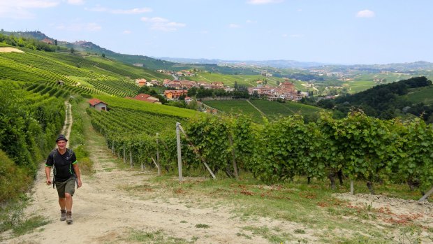Vineyards in Piedmont.