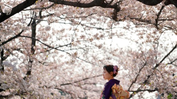 Generally, the cherry blossom (sakura) season starts in southern Japan and runs up to Hokkaido into the north, so if you're on a tour in March or April, you should be able to capture the blossoms in varying degrees of bloom.