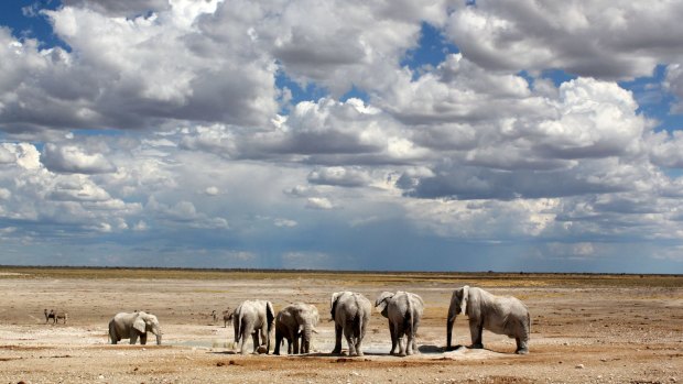  Elephants at waterhole at Etosha National Park.