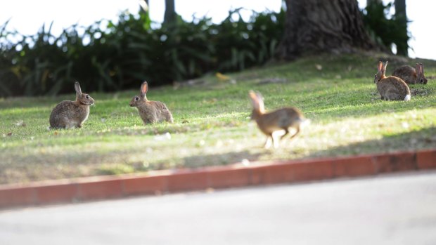 Rabbits near Grevillea Park on the foreshores of Lake Burley Griffin.