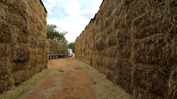 About 4500 squares and rolls of hay will be driven to Queensland.