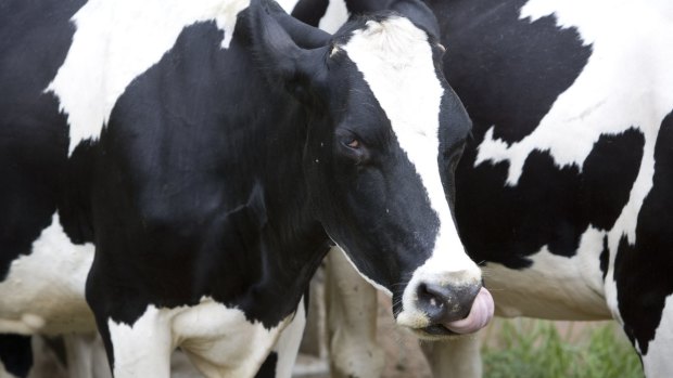 Milk companies have cut back the price they're prepared to pay farmers.