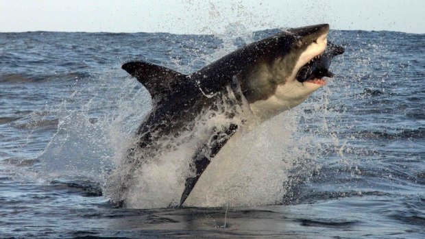 A great white shark leaps to attack a decoy seal in False Bay. No great whites have been seen in the region this year.