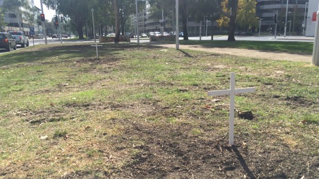 White crosses on Northbourne Avenue between Alinga Street and Barry Drive, marking the place where trees have been felled.