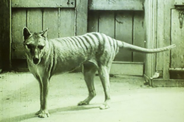 Secrets from beyond extinction: the Tasmanian tiger - Museums Victoria