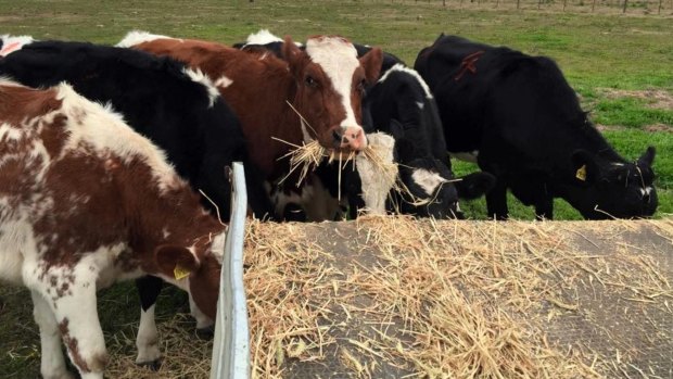 These cows learned how to navigate a maze. Four out of six cows got every test right, learning how to follow a sound to find food. 