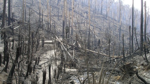 Steavenson Falls, Marysville, after the February 2009 bushfires.