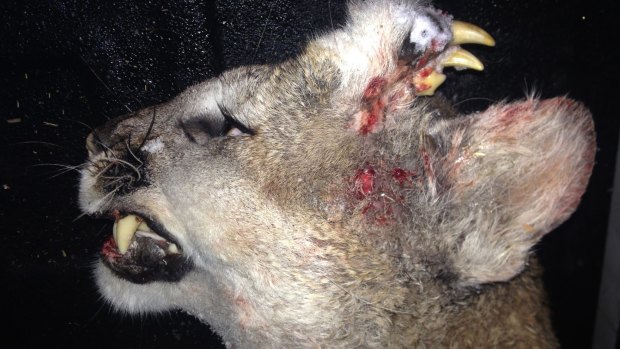 A mountain lion with teeth growing out of its forehead. The photo was released by the Idaho Department of Fish and Game.