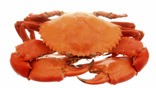 Nipped: A crab is back in custody after a sparking fears of a break-in at West End.