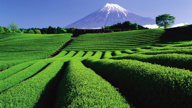 The tea plantations of Shizuoka.