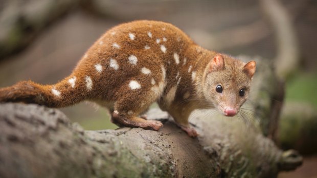 Spotted-tail quoll, officially considered an endangered species.