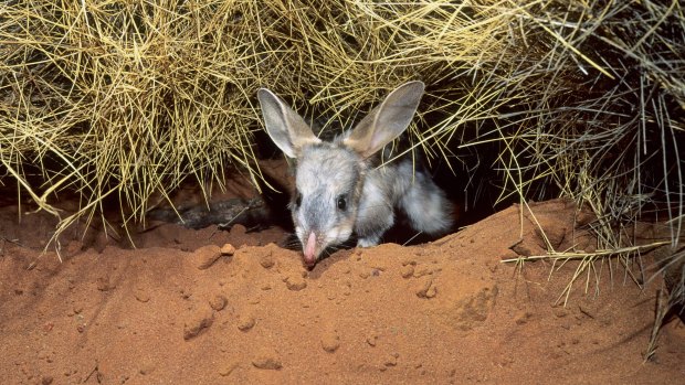 New public private partnership model to protect Queensland's bilbies and night parrots.Photo: Kathie Atkinson