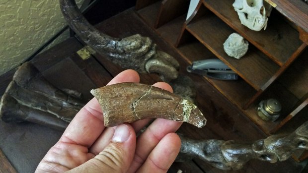 The large claw of a newly discovered species of raptor called Dakotaraptor, examined by Robert DePalma, curator of vertebrate paleontology at the Palm Beach Museum of Natural History in Florida.